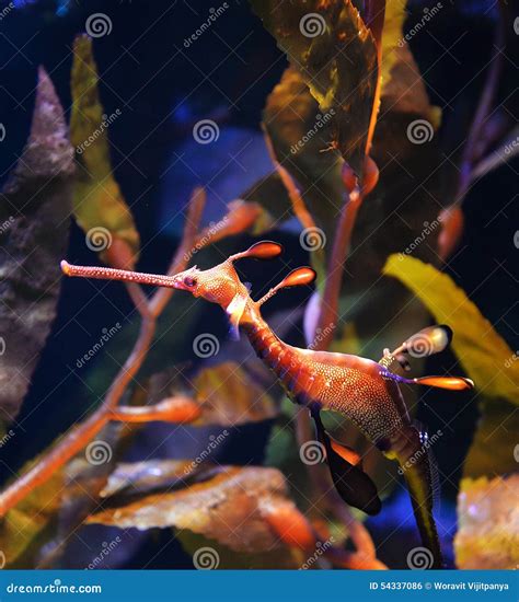 Sea Dragon stock photo. Image of exploration, dorsal - 54337086