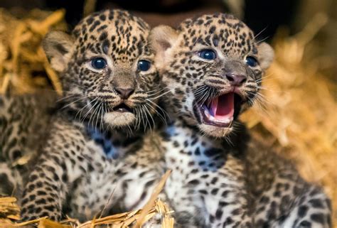 Two Cuddly Leopard Cubs Chill Out Picture | Cutest baby animals from ...