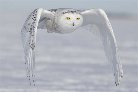 Snowy Owl Symbolism & Meaning (+Totem, Spirit & Omens) | World Birds