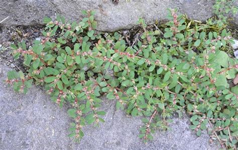 Spotted Spurge - Weed Control - Spring Touch Lawn & Pest Control