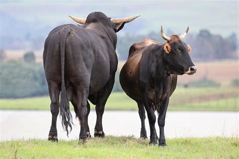 Brangus Cattle Breeding Stock Photo - Download Image Now - iStock