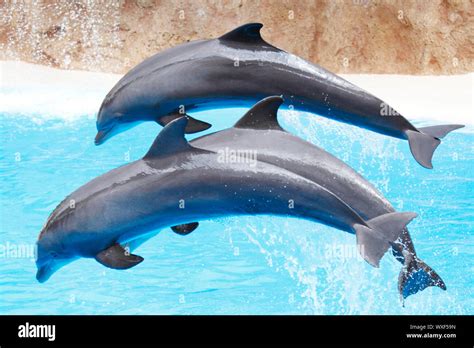 Dolphin dancing during dolphins show Stock Photo - Alamy