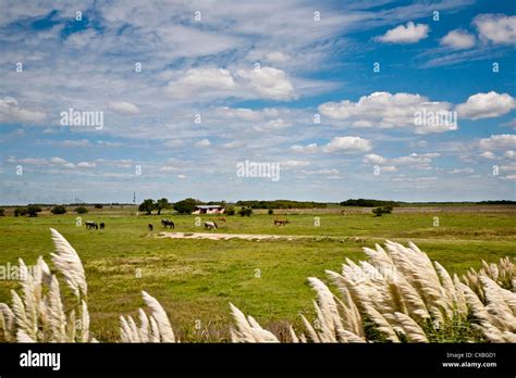 Typical landscape of the Pampas region, Argentina Stock Photo: 50656173 ...