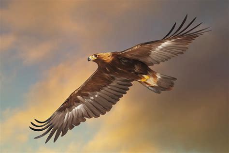 Golden Eagle Flying