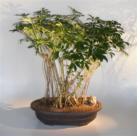 Hawaiian Umbrella Bonsai TreeBanyan Style(arboricola schfflera)