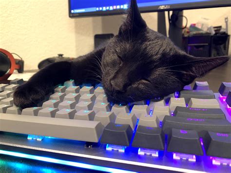 My new mechanical keyboard is cat approved : r/MechanicalKeyboards