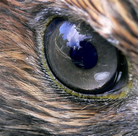 File:Hawk eye.jpg - Wikipedia