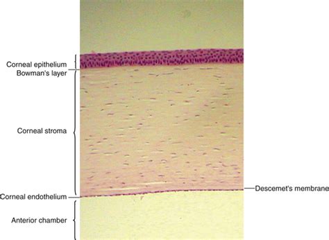 Cornea and Sclera | Clinical Gate