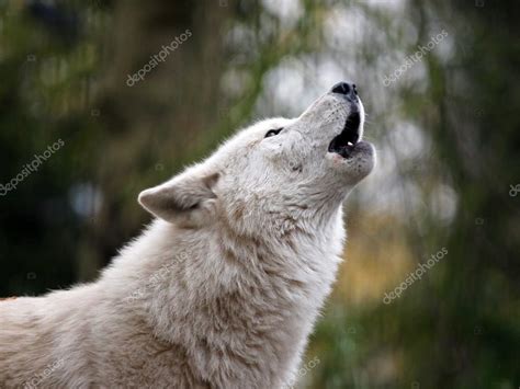 Howling Wolf Stock Photo by ©EBFoto 61292077