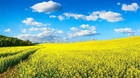 Canola Wallpapers - Top Free Canola Backgrounds - WallpaperAccess