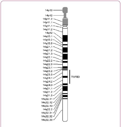 Location of the TGFβ3 gene on the chromosome 14. | Download Scientific Diagram