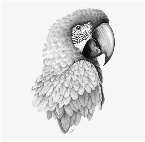 Beautiful Pencil Drawings Of Birds