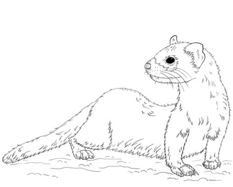 Black-footed Ferret coloring page | Free Printable Coloring Pages