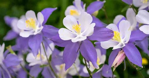 Columbine Flowers: Growing, Planting and Caring For Aquilegia Plants