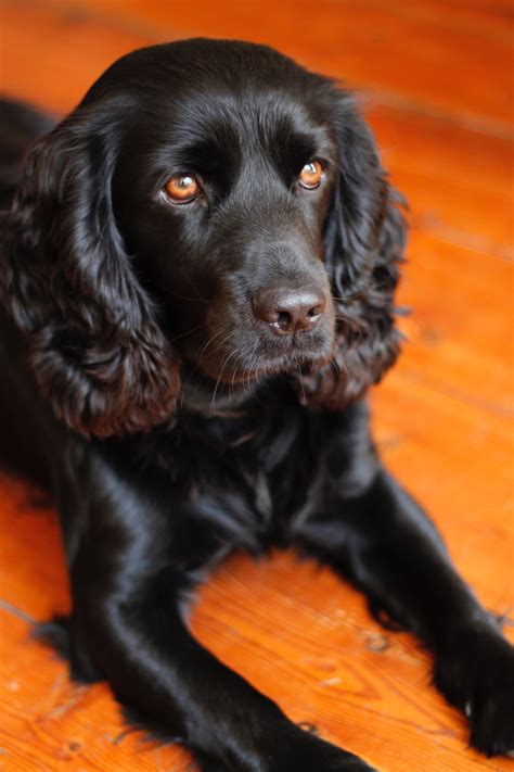 How to Groom and Care for Your Black Cocker Spaniel AT HOME