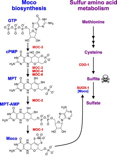 Intersection of Moco biosynthesis and sulfur amino acid metabolism in... | Download Scientific ...