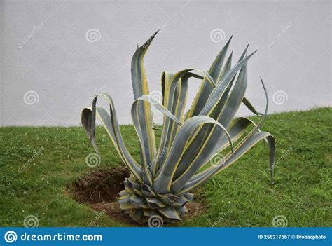 Agave in the garden stock image. Image of agave, park - 256217667