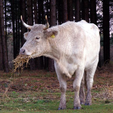 File:Cow eating straw new forest.jpg - Wikimedia Commons