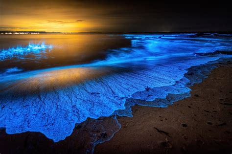 4 Unbelievable Bioluminescent Beaches – USA - Travel Zone by Best Western