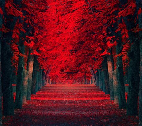 🔥 [60+] Red Nature Wallpapers | WallpaperSafari