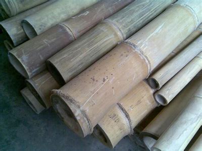 Bambu Petung / Bambu Betung Bali : Jual Bambu Petung - Betung Bali