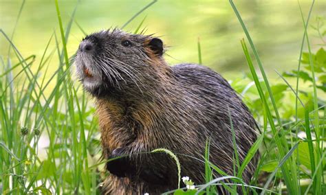 Nutria - A-Z Animals