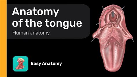 Anatomy of the tongue | Anatomy & Function - YouTube