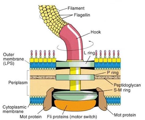 Bacteria: Flagella : Plantlet