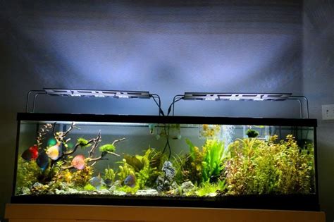 Setting Up A 125 Gallon Freshwater Aquarium - Aquarium Views