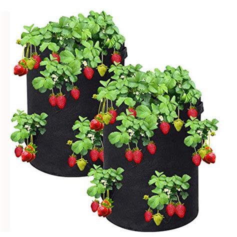 How To Grow Strawberries From Scraps? Step by Step Guide