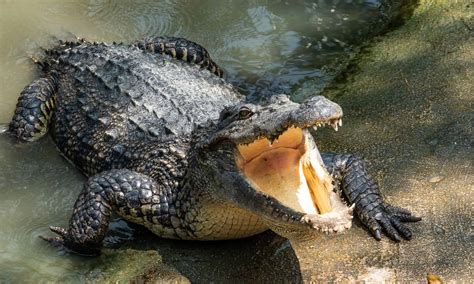 10 Incredible Crocodile Facts - A-Z Animals