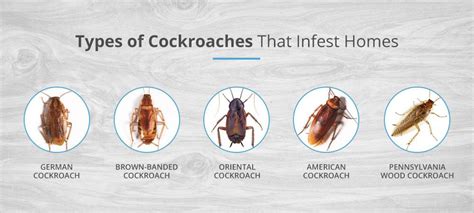 Complete Guide to American Cockroaches | Pestech