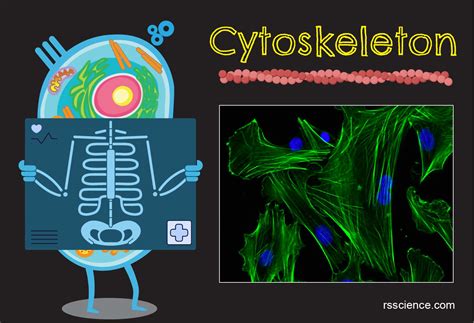 Cytoskeleton Structure Diagram