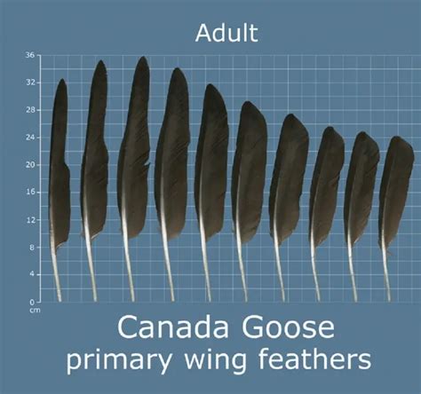 How to Identify Goose Feathers - Ultimate Guide On Recognizing Goose Feathers - The Bird Geek