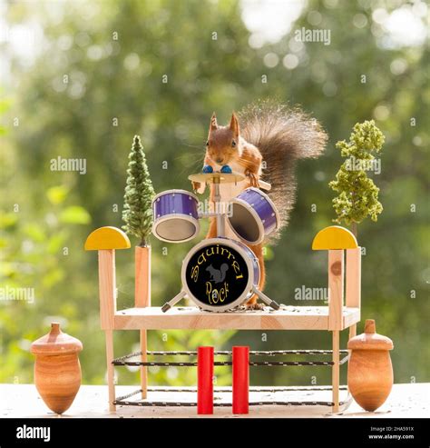 red squirrel playing behind the drums Stock Photo - Alamy