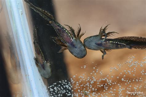 Marbled Salamander 1 [Ambystoma opacum] - David J. Hand's Nature Photos