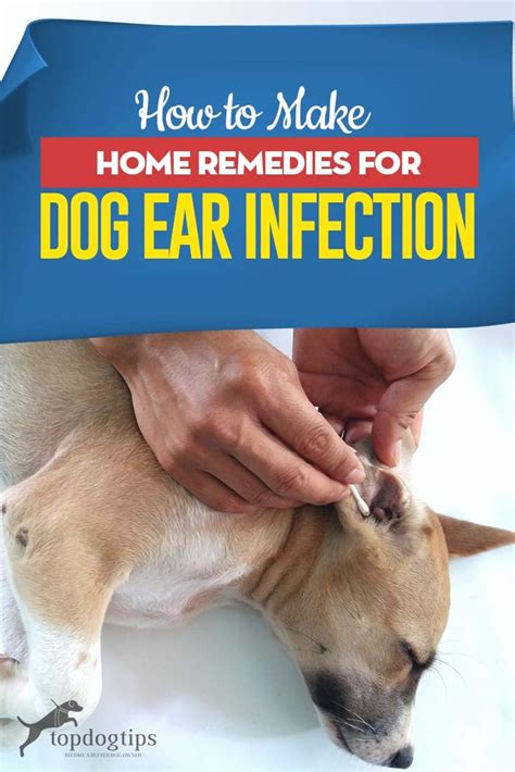 How to Make Home Remedies for Dog Ear Infection – Top Dog Tips