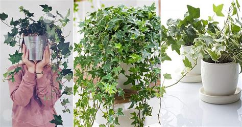 Growing English Ivy Indoors | Ivy Houseplant Care Tips