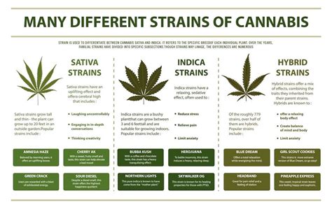 Finding the Right Medical Marijuana Strains