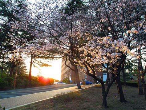 Cherry Blossoms at Sunset, Keimyung University, Daegu | Koreabridge