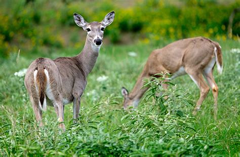 White-tailed Deer | EEK WI