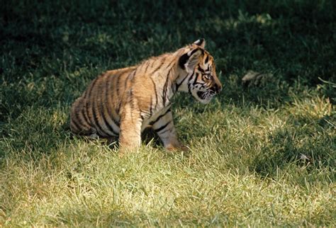 Bengal tiger | Diet, Habitat, & Facts | Britannica