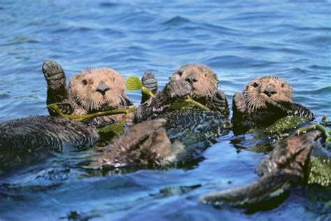 Baby Sea Otter Holding Hands