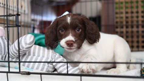 Best dog beds for crates to make a soft and cosy haven