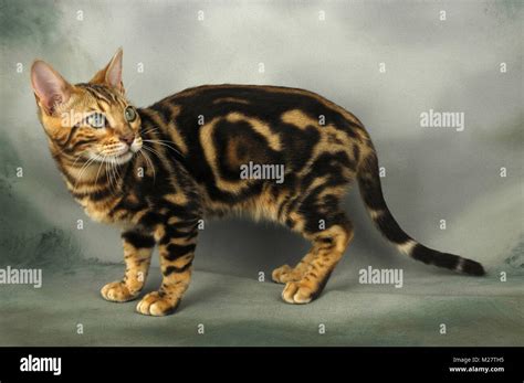 Marble bengal cat hi-res stock photography and images - Alamy