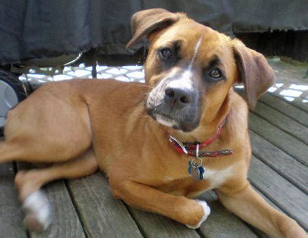 Boxer & Beagle Mix (A.K.A. boggle dog) – breed info, characteristics and pictures - Animalso