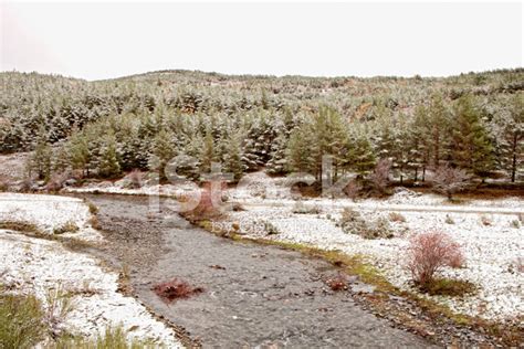 Nice Snowy Pine Forest Stock Photo | Royalty-Free | FreeImages