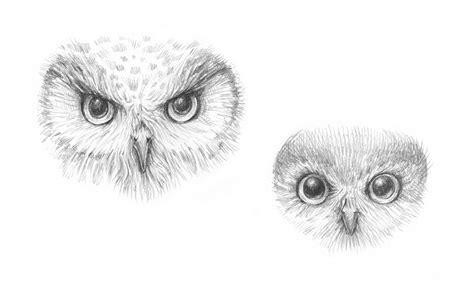 How to Draw an Owl with Pen and Ink