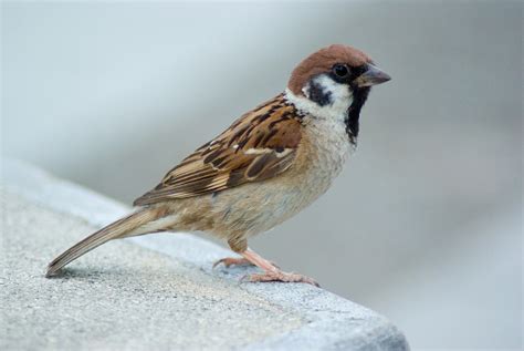 File:Tree Sparrow at Osaka Japan.jpg - Wikimedia Commons