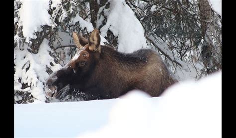 Alaska Teen Suffers Minor Injuries in Moose Attack: Moose, Not So Lucky ...